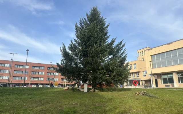 Na náměstí v Orlové se tyčí vánoční jedlovec s příběhem. Je starý více než půl století