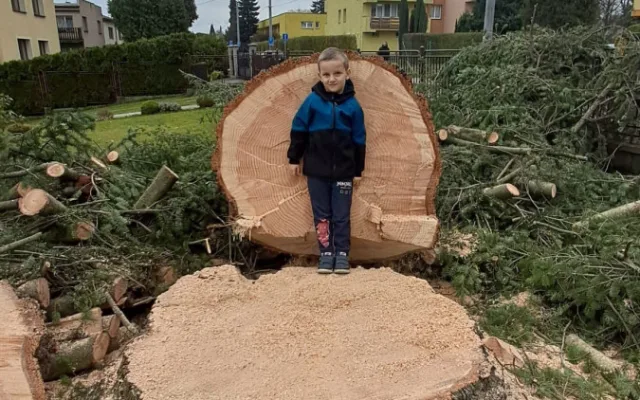 Na náměstí v Orlové se tyčí vánoční jedlovec s příběhem. Je starý více než půl století