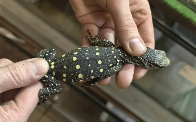 Unikátní odchov v ostravské zoo, odchovává dvě mláďata nejdelších varanů světa