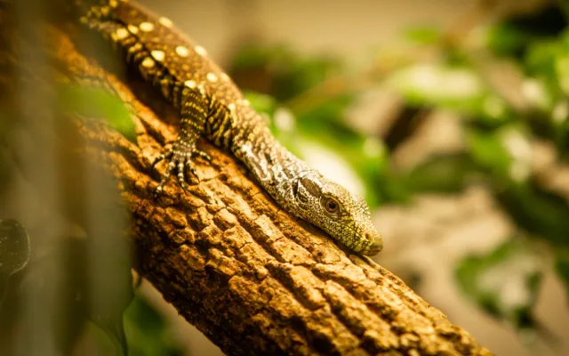 Unikátní odchov v ostravské zoo, odchovává dvě mláďata nejdelších varanů světa