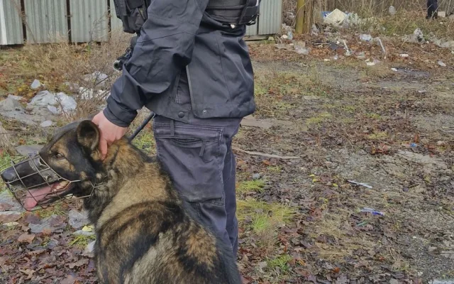 Vyčmuchají drogy i zloděje. Policejní psi se svými psovody měli loni přes 1700 zásahů