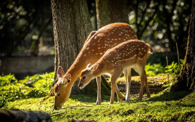 V ostravské zoo se narodilo 12 kolouchů, osm z nich patří k vyhubeným druhům