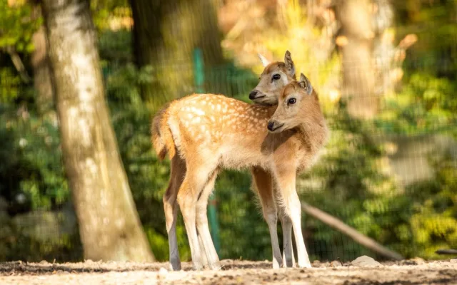 V ostravské zoo se narodilo 12 kolouchů, osm z nich patří k vyhubeným druhům