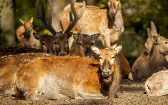V ostravské zoo se narodilo 12 kolouchů, osm z nich patří k vyhubeným druhům