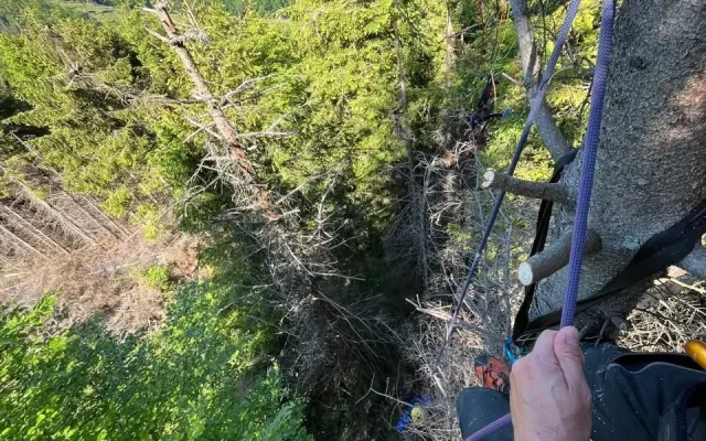 Dva paraglidisté zakončili lety v korunách vysokých stromů, kde zůstali viset