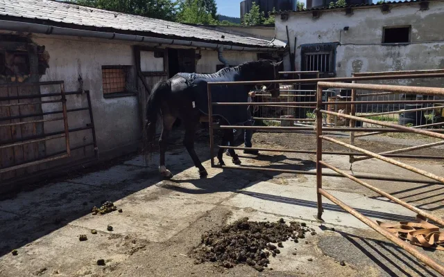 Kůň se nemohl zvednout, pomohli hasiči. Pak sám odešel na pastvu