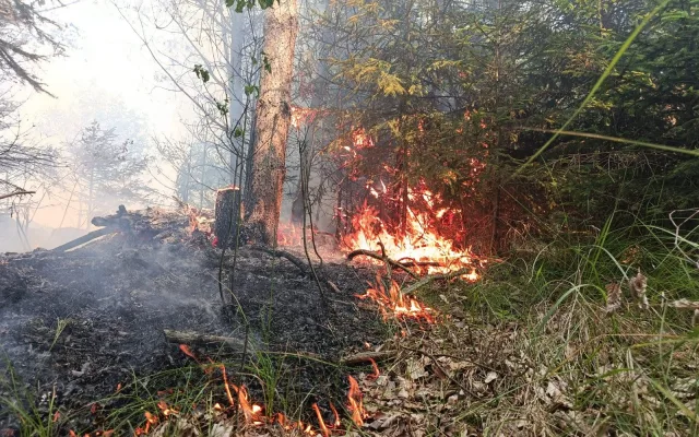 U Větřkovic na Opavsku hoří les. S hašením pomáhá i vrtulník