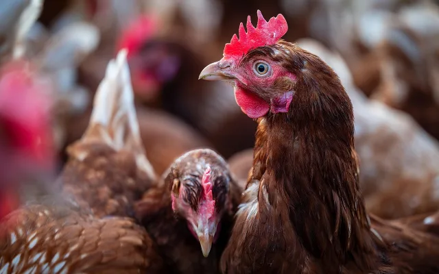 Česká produkce masa roste, drůbež táhne statistiky vzhůru