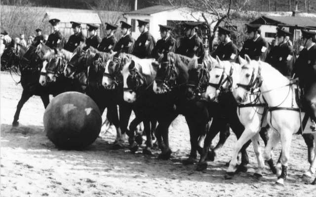 Starokladrubák Sid je u strážníků v Ostravě již 15 let. Nevadí mu křik, oheň ani střelba