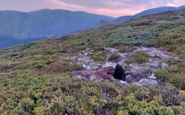 Orlosup Boev je po smrti. V Ostravě odchovaného ptáka v Bulharsku otrávili