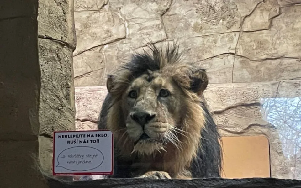 Do ostravské zoo dnes přijel z polského Krakova nový lev indický