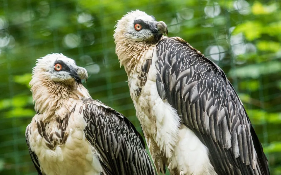 Pár orlosupů odchovává v Zoo Ostrava třetí mládě, poprvé bez pomoci