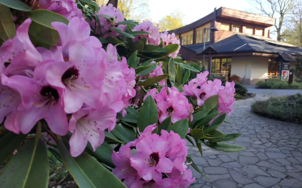 V Zoo Ostrava začíná o měsíc dříve rozkvétat největší kolekce rododendronů.