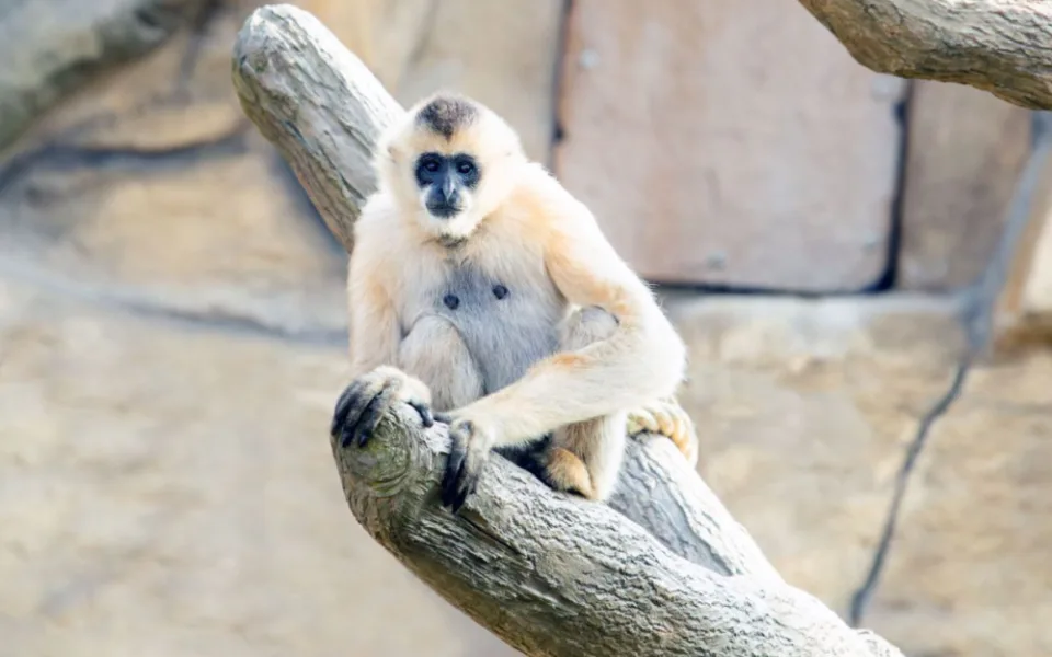 Zoo Ostrava ve speciálním programu představí přírodu Vietnamu.