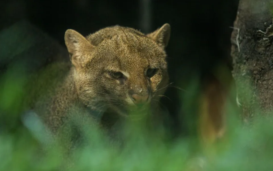 Ostravská zoo má novou samici jaguarundi. Chovatelé doufají, že se po víc jak dvaceti letech dočkají mláďat
