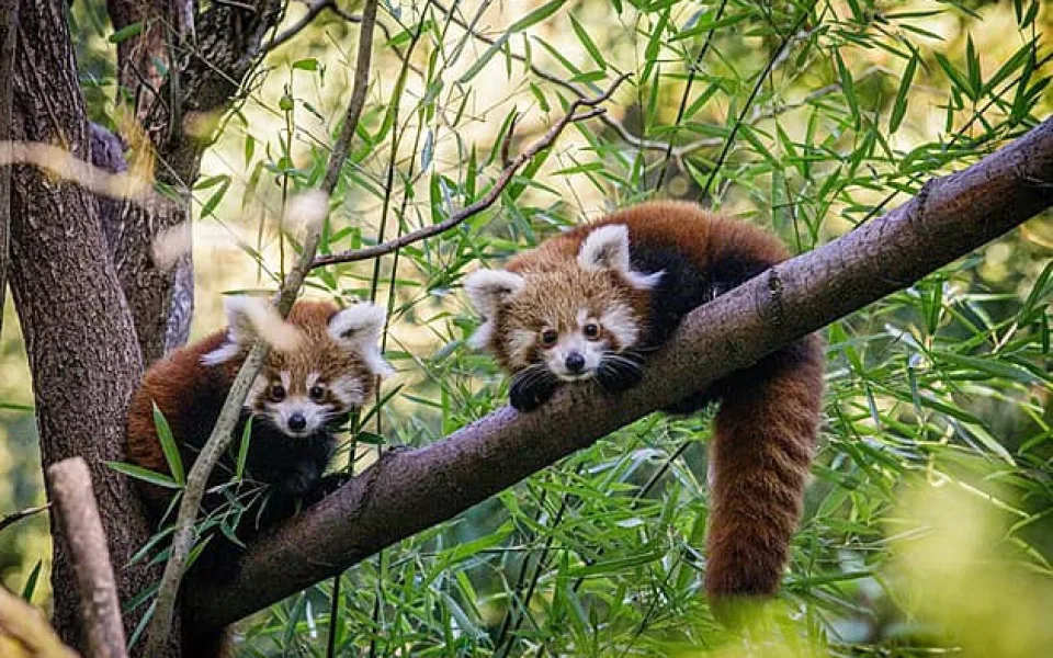Zatopená ostravská zoo v pátek znovu otevřela. Návštěvníky přivítá i o víkendu, středeční scénář se neopakoval