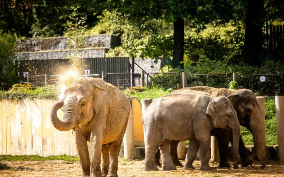 Zoo Ostrava zvýší částku na ochranu přírody. Z každého vstupu do záchranných projektů investuje pět korun