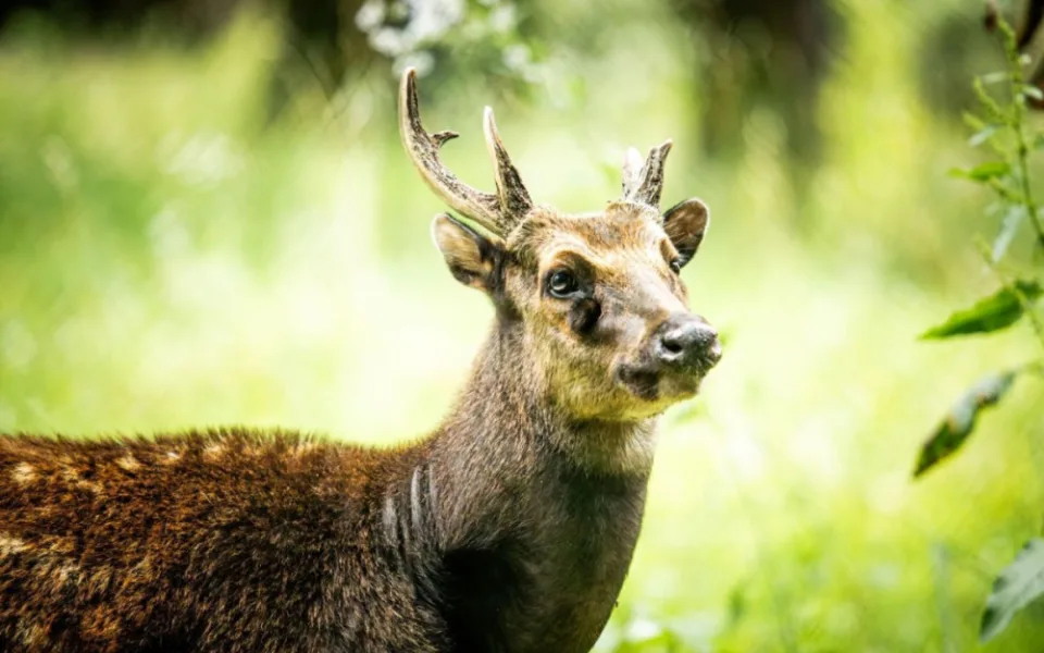 V ostravské zoologické zahradě mají nový druh jelena. Vzácný sambar skvrnitý v přírodě žije pouze na Filipínách