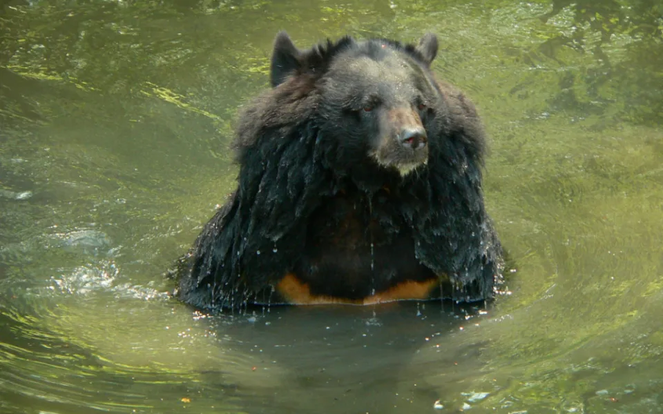 Ostravská zoo musela ze zdravotních důvodů dát utratit medvědici.