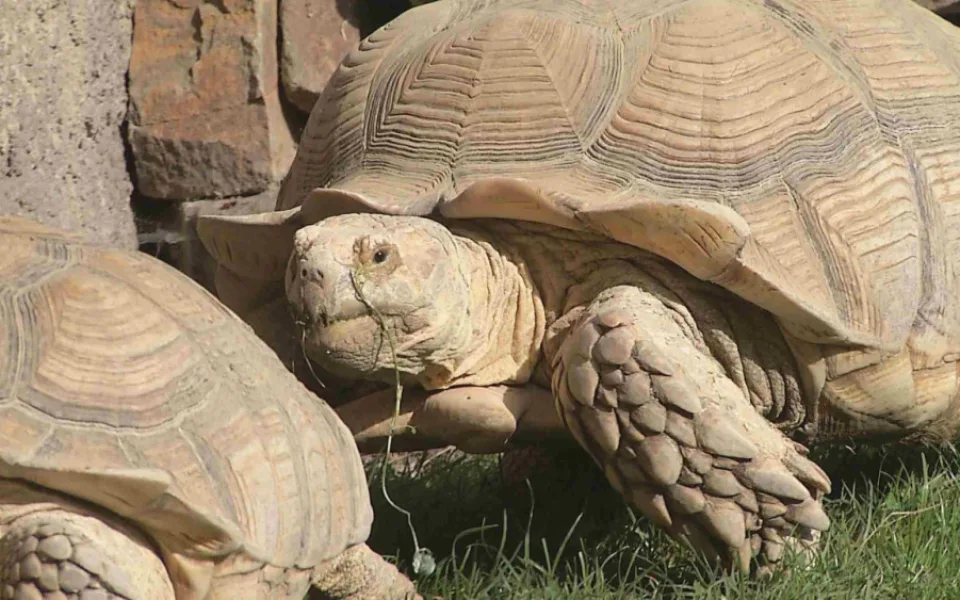 V ostravské zoo vážili vzácné želvy, největší měla 70 kilogramů. Chovatelé ji museli přivést na vlečce malotraktoru
