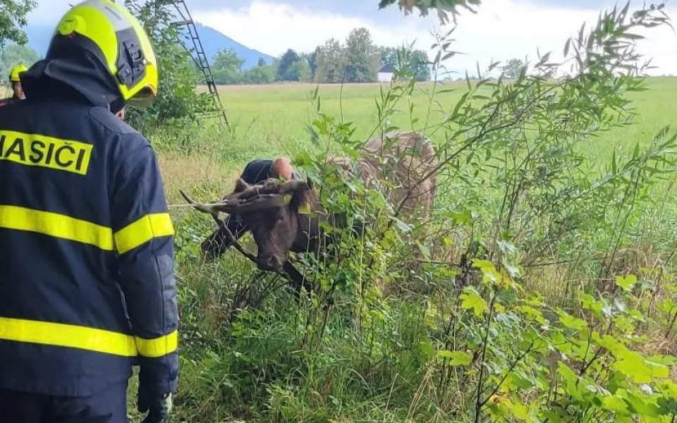 Železniční trať u Horních Tošanovic zablokoval dobytek.