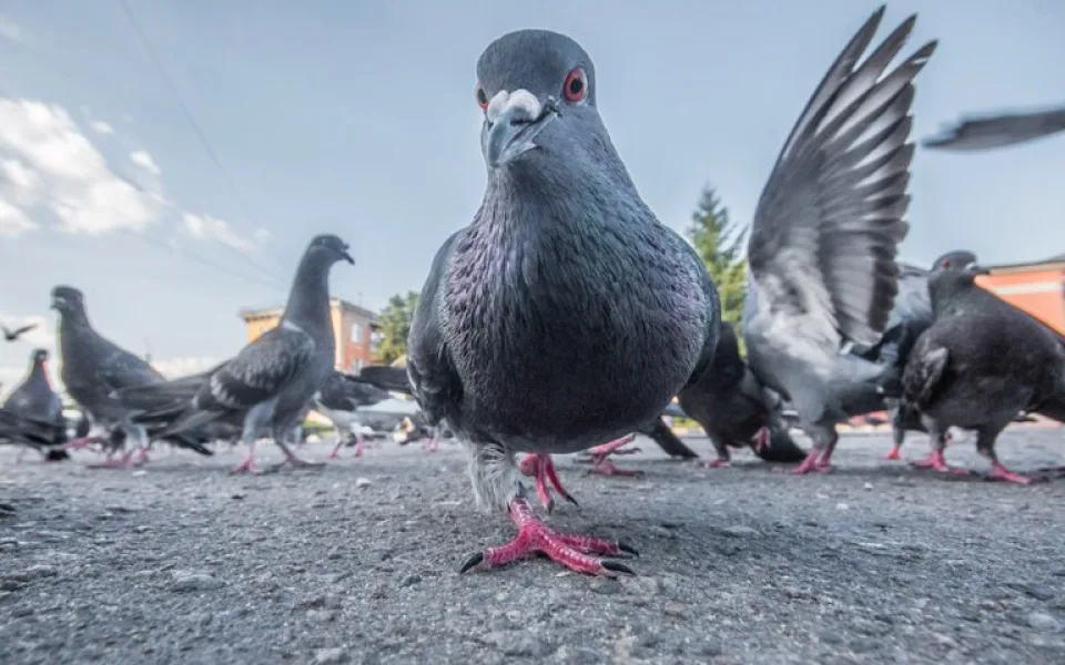 Jak řeší přemnožené holuby v Porubě? Ptáky převážejí do voliér a berou jim vajíčka