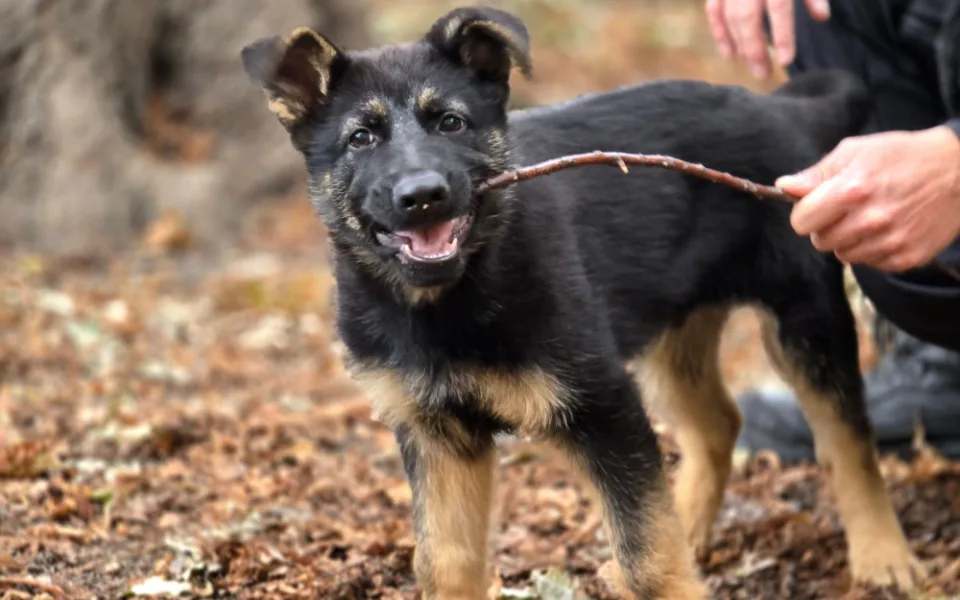 Nové policejní štěně se hlásí do služby. Opavský kynolog cvičí tříměsíčního německého ovčáka