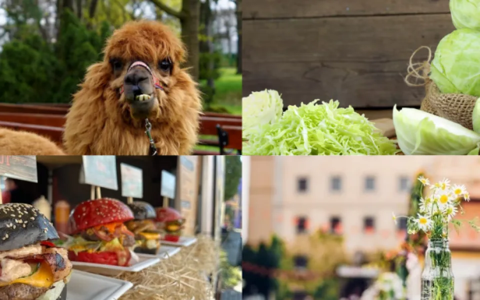 Kam o víkendu v Moravskoslezském kraji? Na festival burgerů nebo pomazlit alpaky