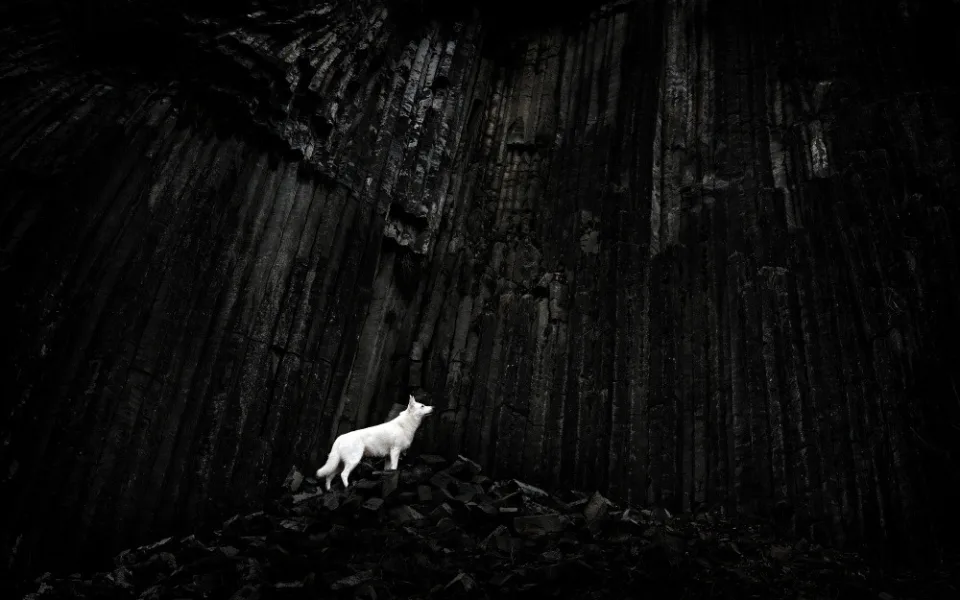 Fotografie Mordor vyhrála kategorii Zvířata v soutěži Siena Creative Photo Awards