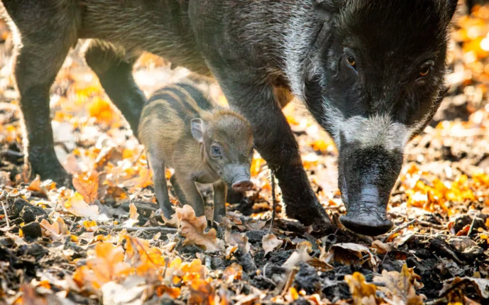V ostravské zoo se narodila kriticky ohrožená prasata visajánská.
