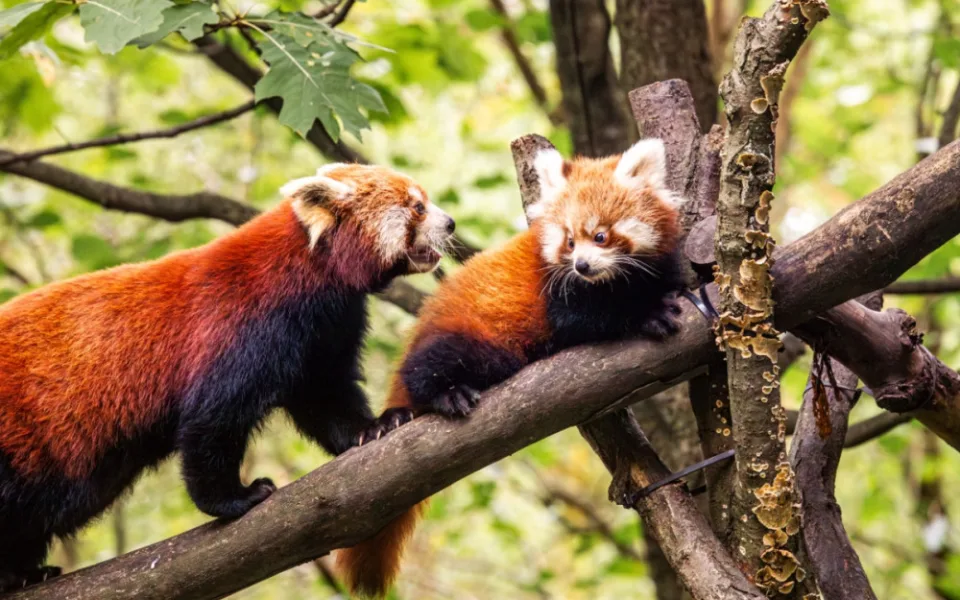 Každá vstupenka pomůže. Ostravská zoologická zahrada navyšuje příspěvek na ochranu ohrožených druhů