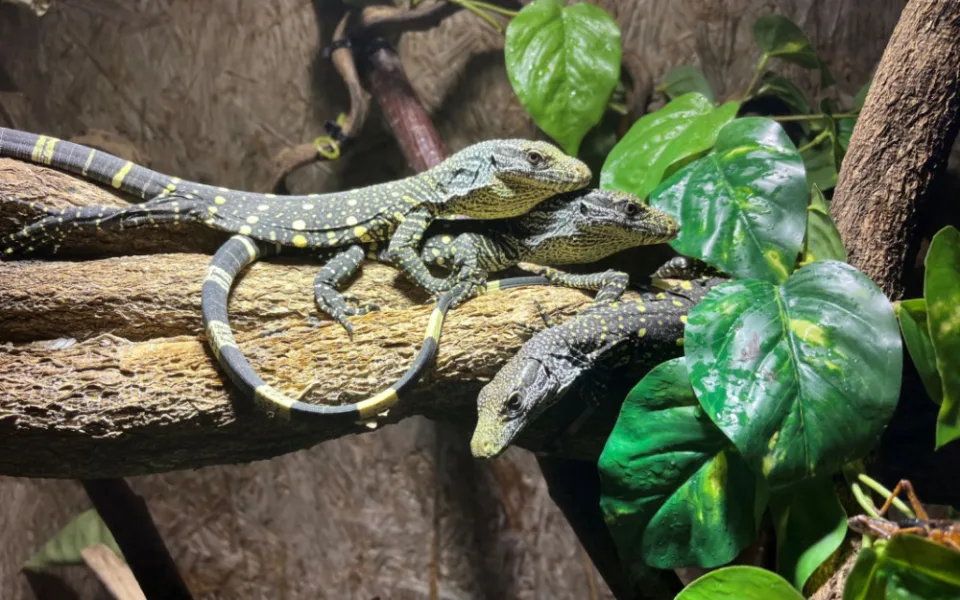 Ostravským zoologům se povedl evropský unikát. Odchovali čtyři mláďata velmi vzácného varana