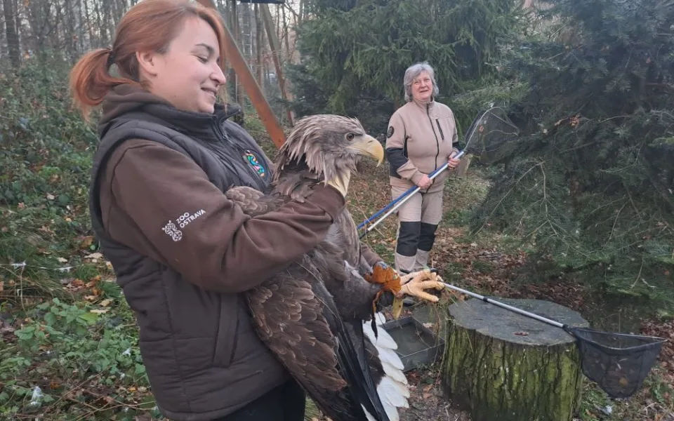 Zoo Ostrava pomáhá obnovit populaci orla mořského ve Francii.