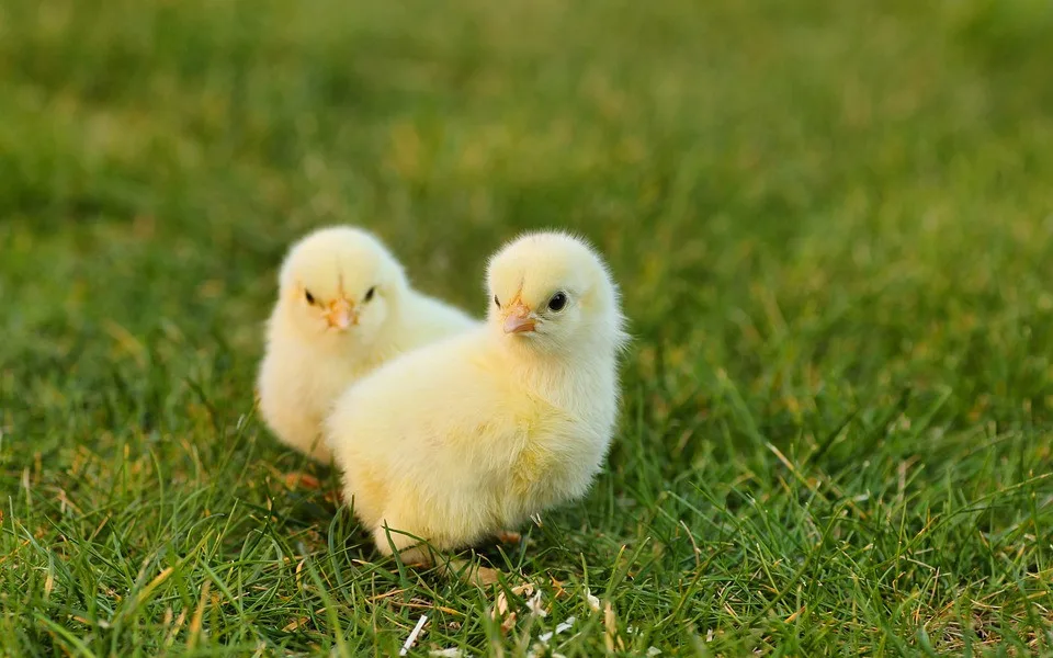 Na Opavsku řádí ptačí chřipka. Veterináři ohnisko nemoci objevili v malochovu drůbeže v Kravařích