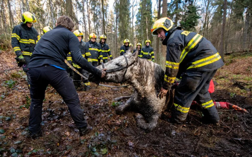 Lesní bažina se stala pastí pro koně. Vysíleného kopytníka na Frýdecko-Místecku z bahna tahali hasiči