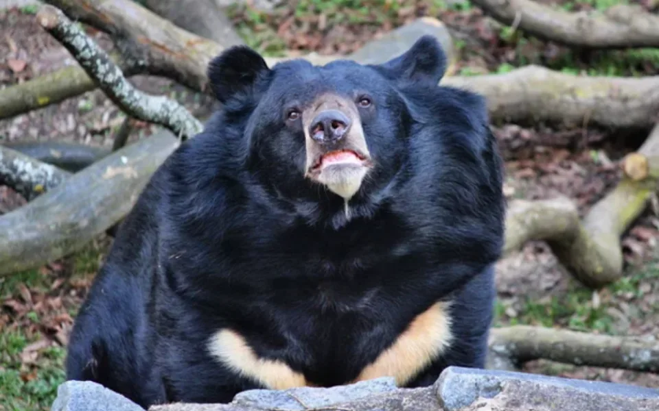 V ostravské zoo se zabydluje medvěd Jirka. Původně obýval příkop pod zámkem Konopiště