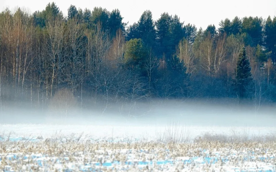 forest-8419725_1280