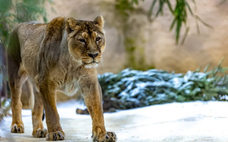 Ostravská zoo nechala ze zdravotních důvodů utratit samici lva indického. Trpěla zánětem dělohy
