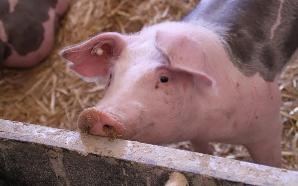 Zvířata ani krmivo se už do Česka přes přechod Bílá-Bumbálka nedostanou. Veterinární správa ho uzavřela