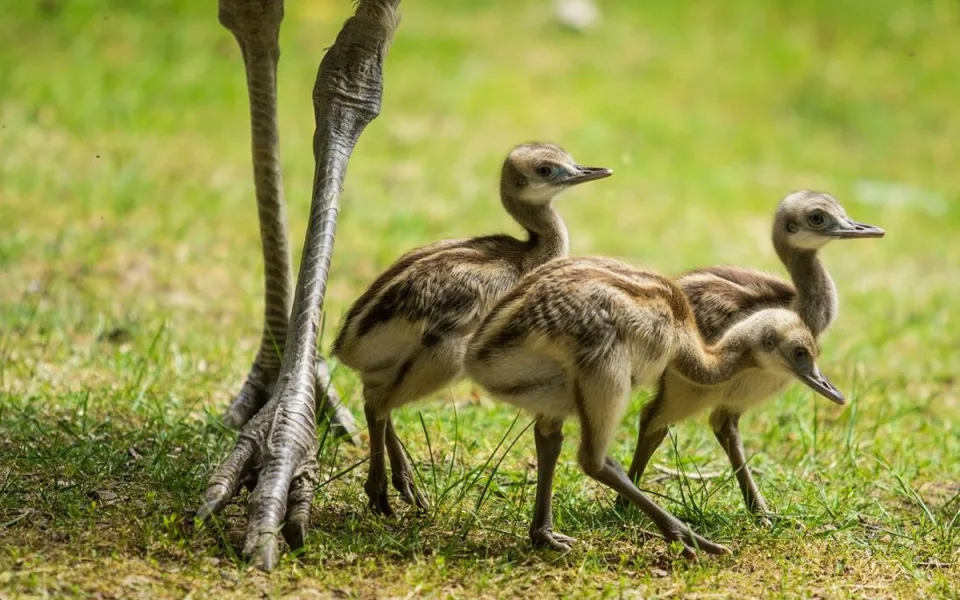 V ostravské zoo se vylíhlo šest mláďat nandu pampového. Stará se o ně otec