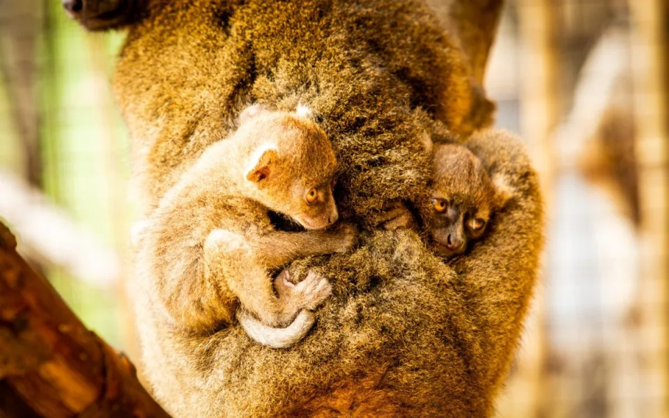 Ostravská zoo se raduje z prvních mláďat vzácných lemurů širokonosých