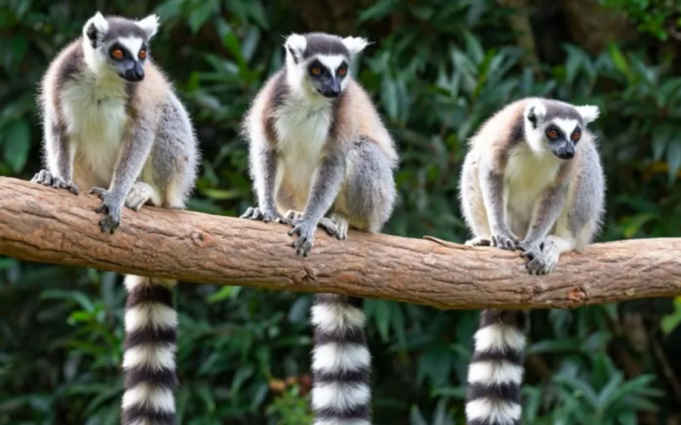 Za lemury nemusíte až na Madagaskar. Zajděte zítra do ostravské zoo na přednášku