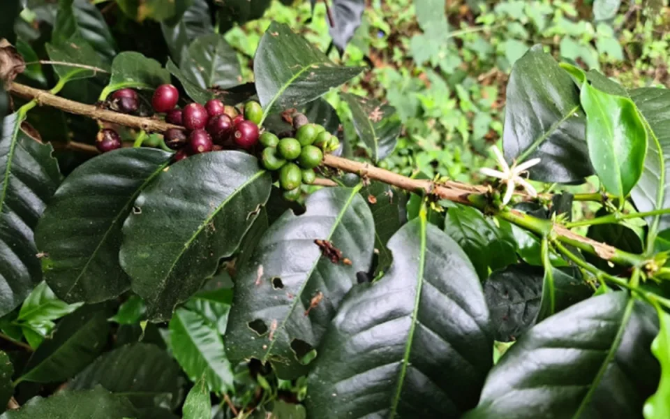 Kofola kupuje kávové plantáže v panamském Boquete, těší se na nové výzvy. Foto: Se svolením Kofoly
