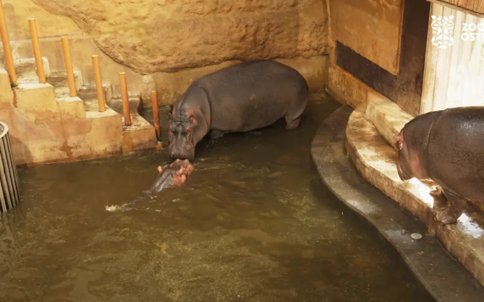 VIDEO: Ostravská zoo spojila hrochy, nový samec se hned pokusil o páření