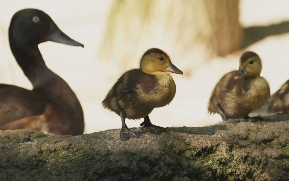 VIDEO: V ostravské zoo se rozmnožili kriticky ohrožení poláci východní