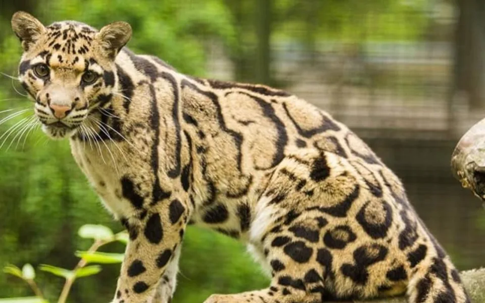 Ostravská zoo ukončila chov vzácných pardálů obláčkových. Samici musela utratit