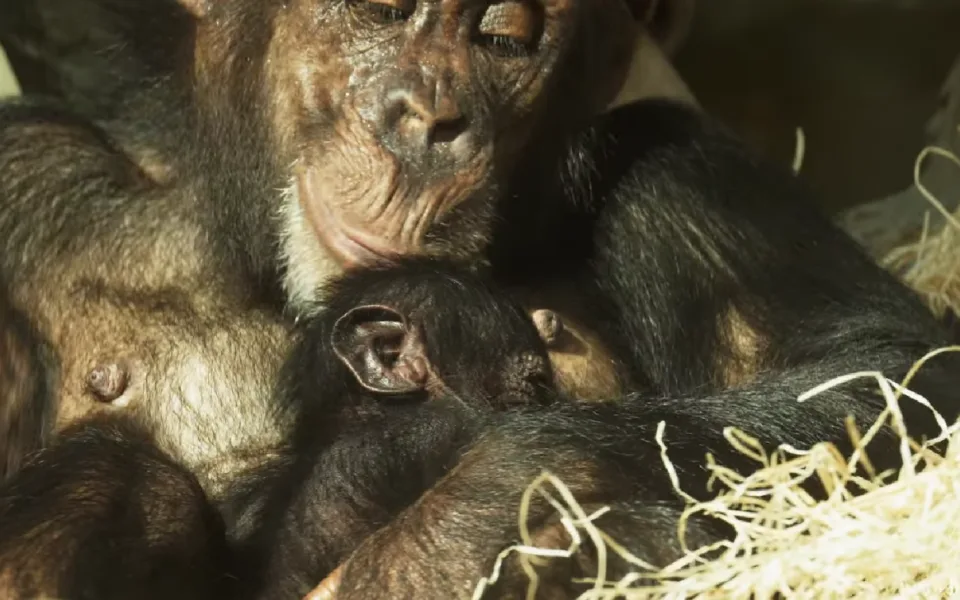 VIDEO: Zoologická zahrada se pochlubila mládětem kriticky ohroženého šimpanze