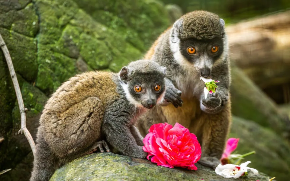 Ostravská zoo slaví chovatelský úspěch. Daří se tam ohroženým lemurům