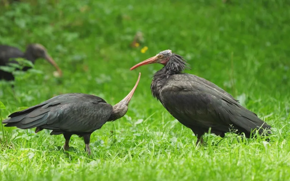 Nová mláďata v ostravské zoo. Hejno kriticky ohrožených ibisů se opět rozrostlo