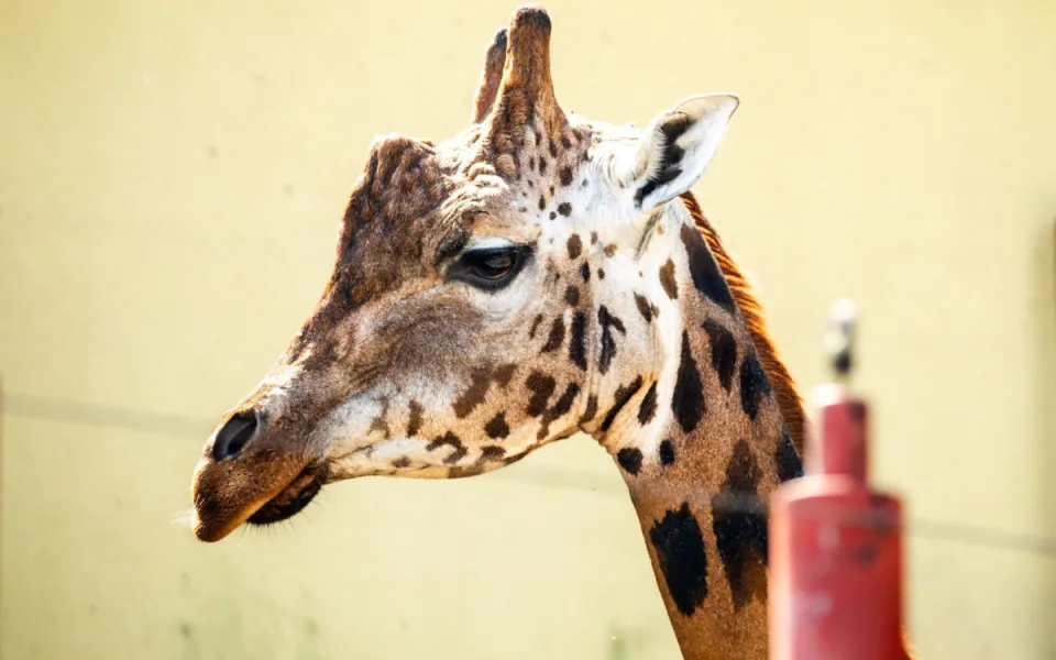 Ostravská zoo dočasně pečuje o samce žirafy z Liberce, slibuje si od něj mláďata